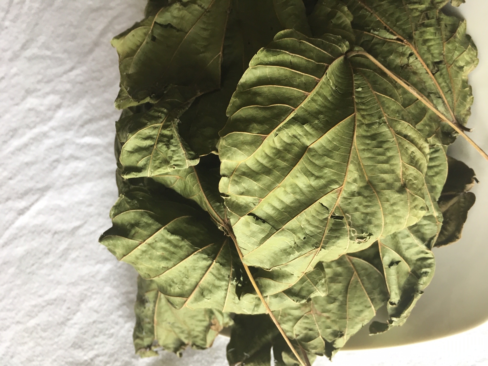 alchornea-cordifolia